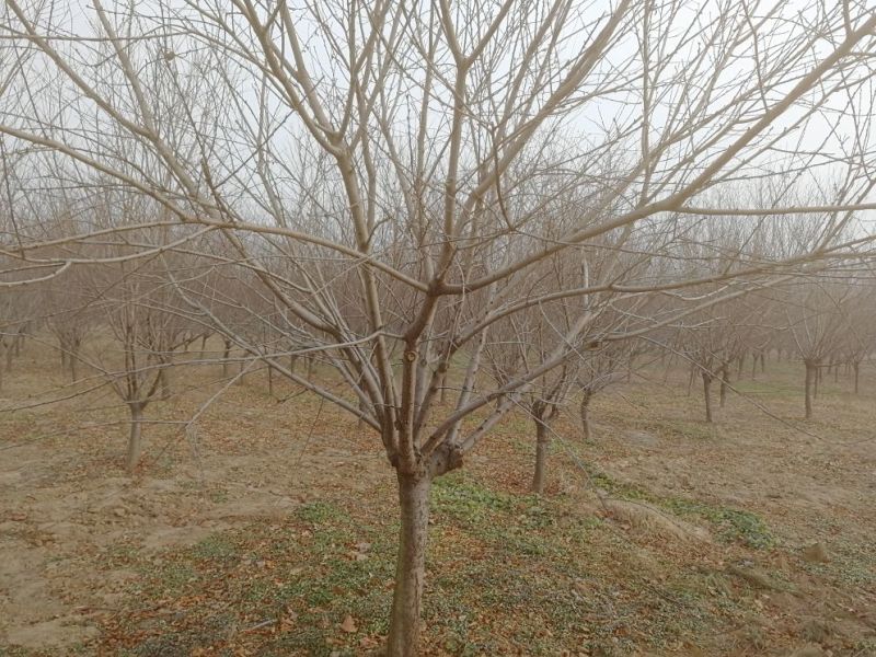 景观榕树18~20cm