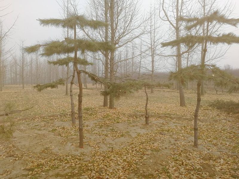 景观榕树18~20cm