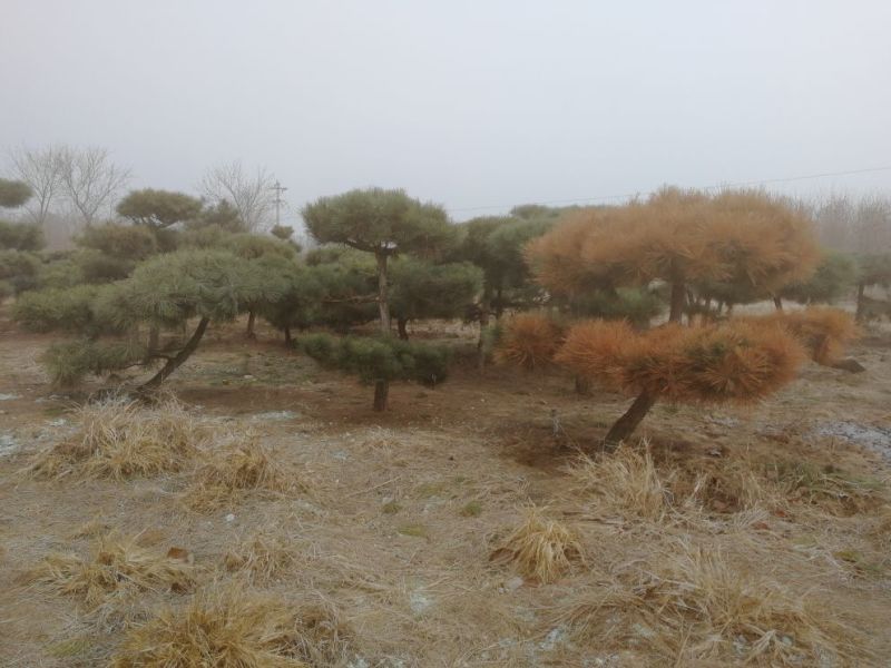 造型松12公分