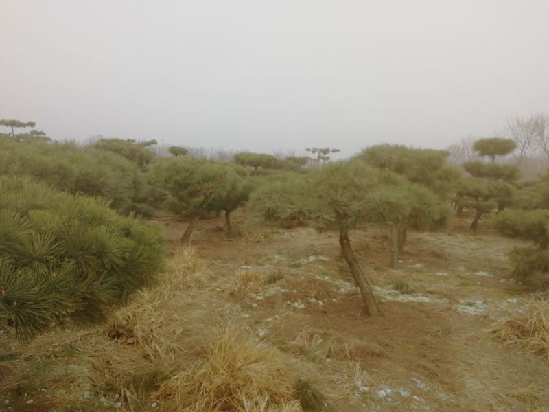 造型松12公分