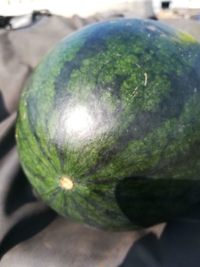 黑美人西瓜越南西瓜5斤起步，