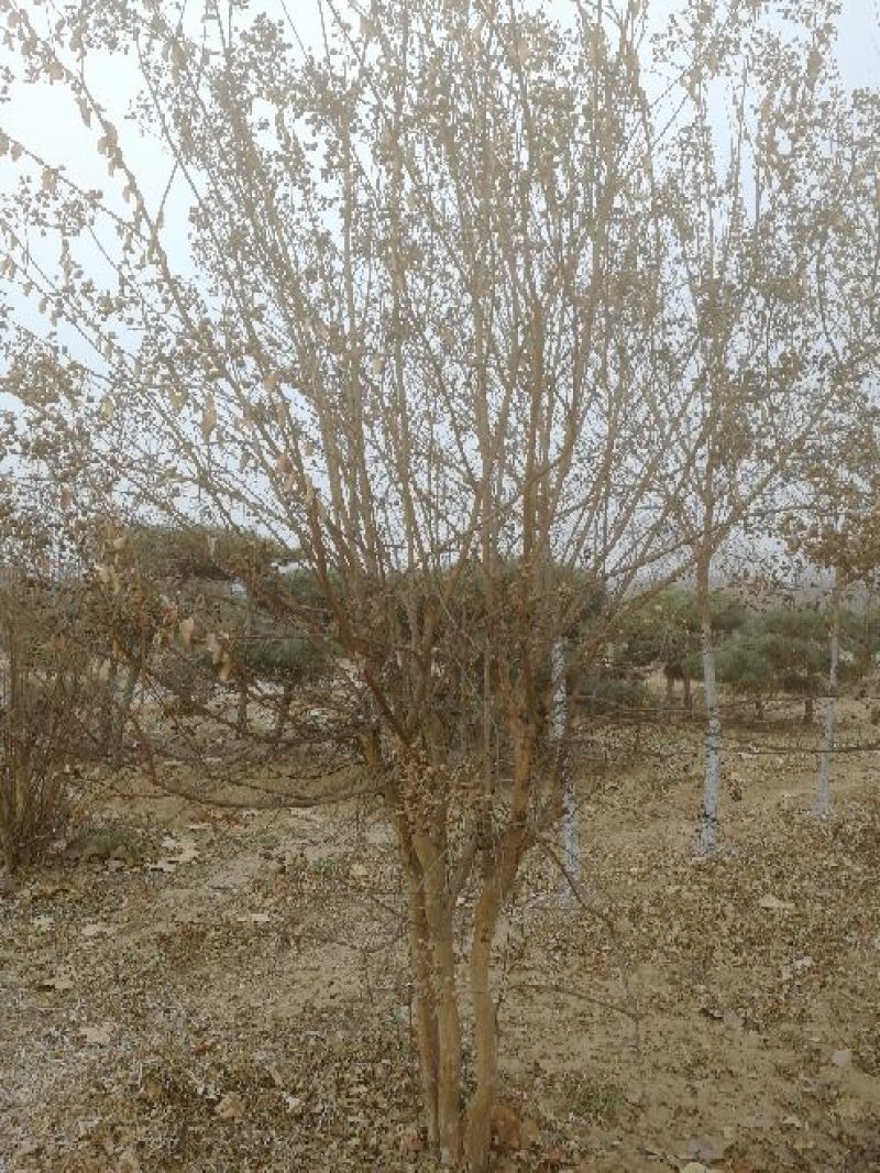 景观榕树4~6cm
