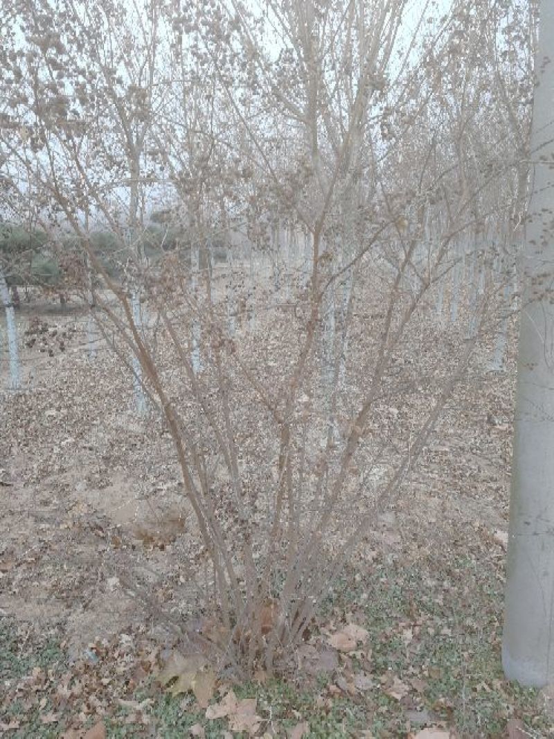 景观榕树4~6cm