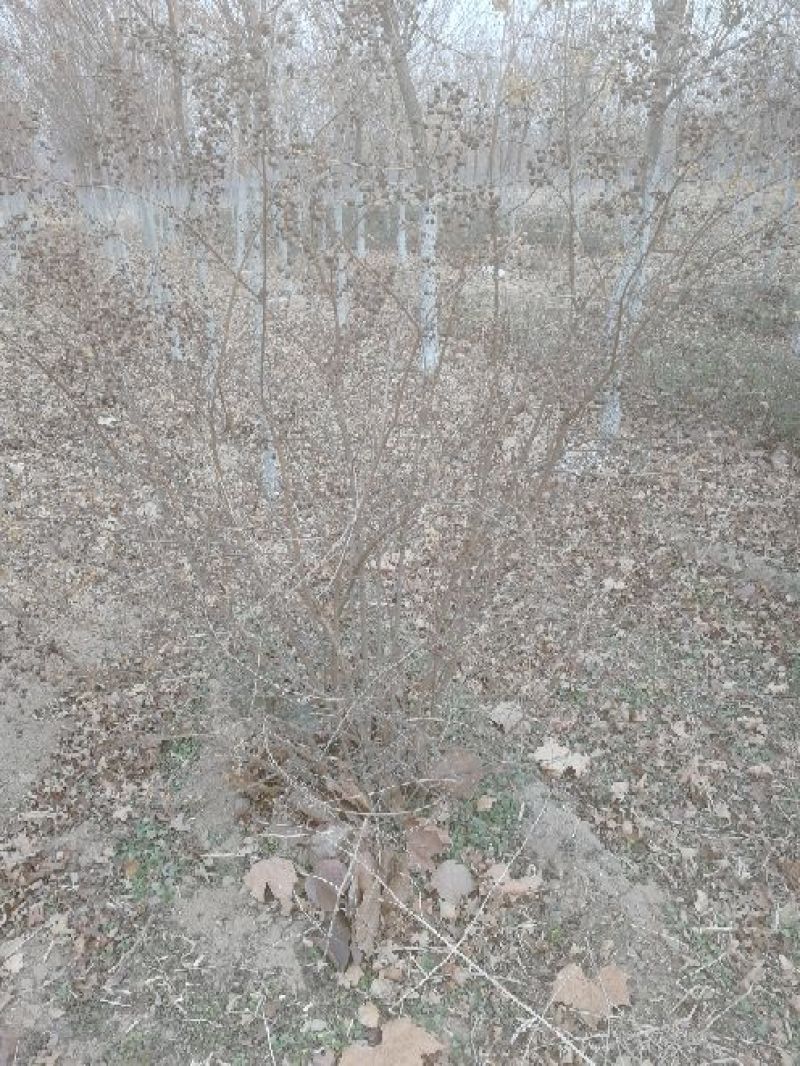 景观榕树4~6cm