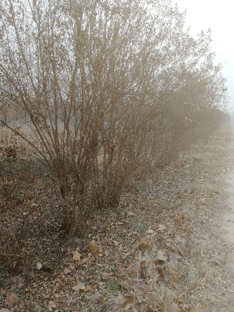 景观榕树4~6cm