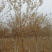 景观榕树6~8cm
