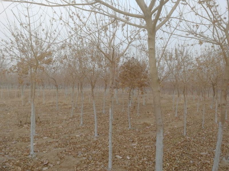 景观榕树6~8cm