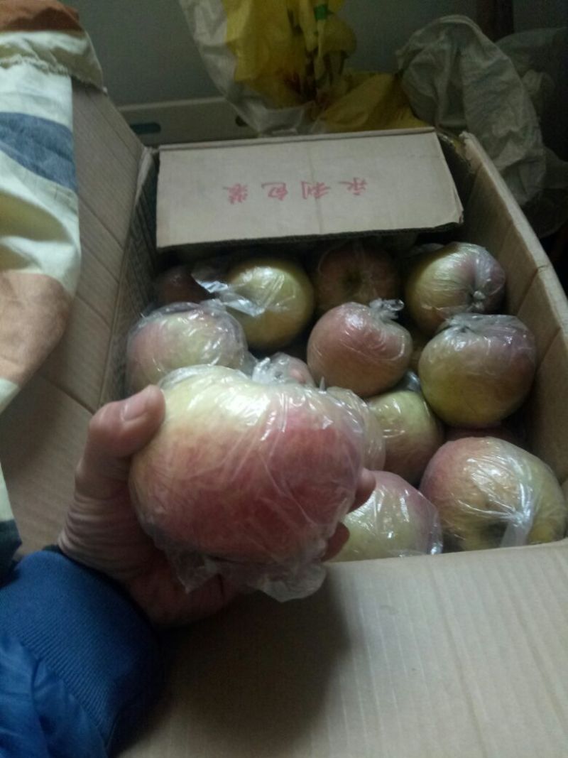 红富士苹果75mm以上膜袋
