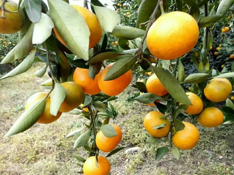 黄果柑又大又甜，物美价廉保质保量欢迎订购
