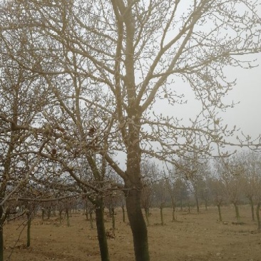 景观榕树14~16cm