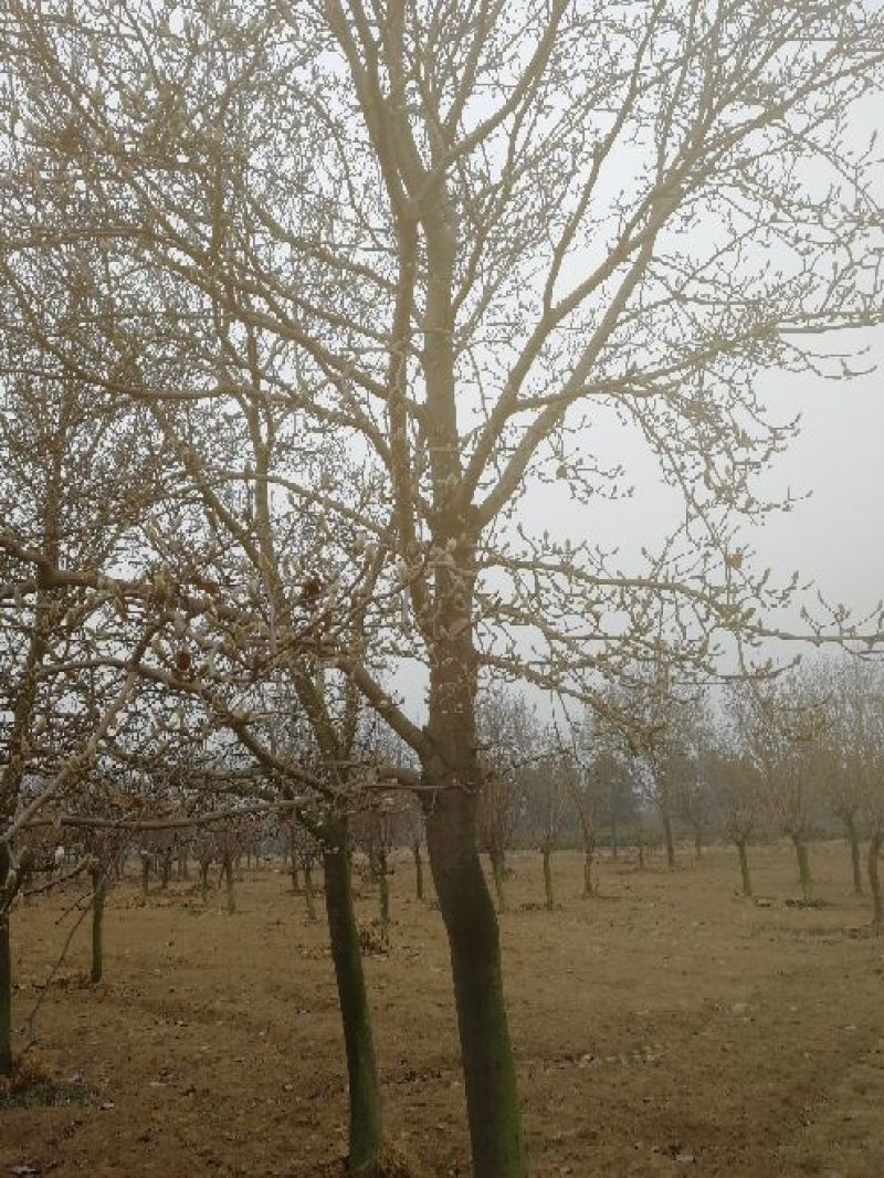 景观榕树14~16cm