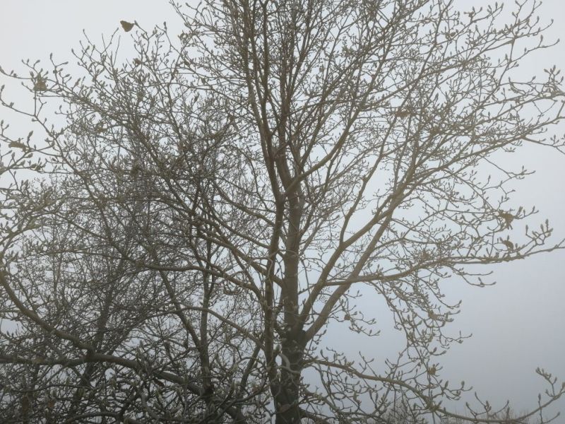景观榕树14~16cm