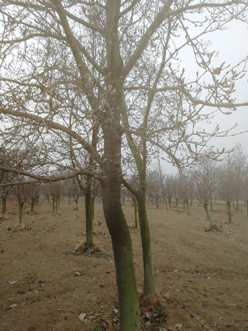 景观榕树14~16cm