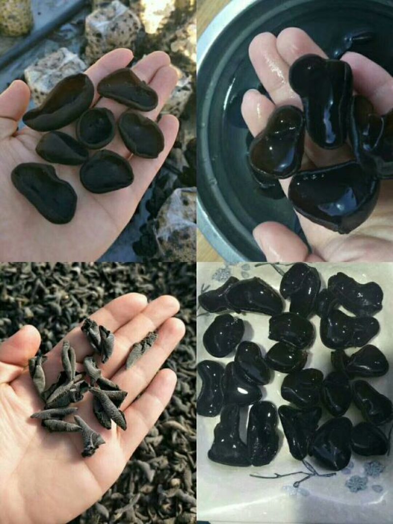 黑山秋耳一级