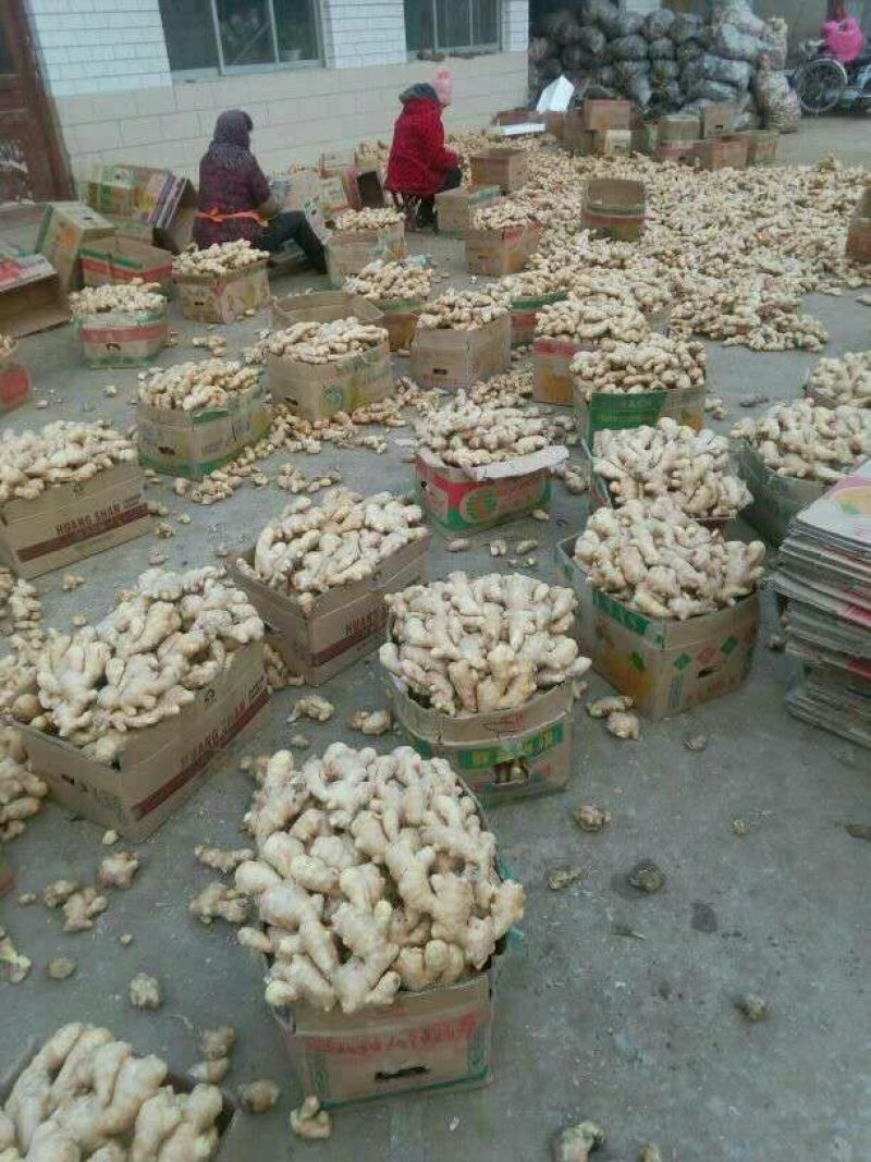 优质大黄姜批发货源充足全国发货
