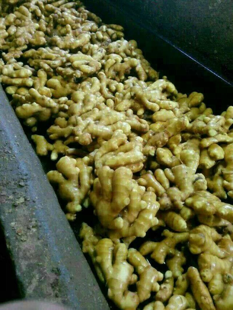 优质大黄姜批发货源充足全国发货