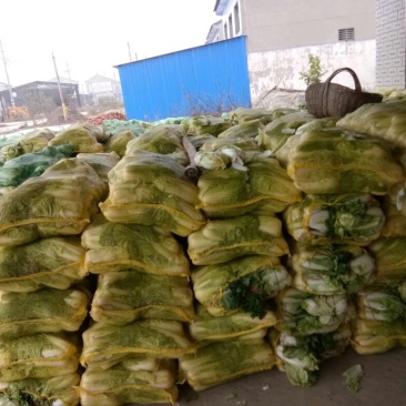 娃娃菜4~5两以上