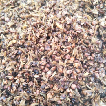 新鲜高梁酒糟干酒糟粉