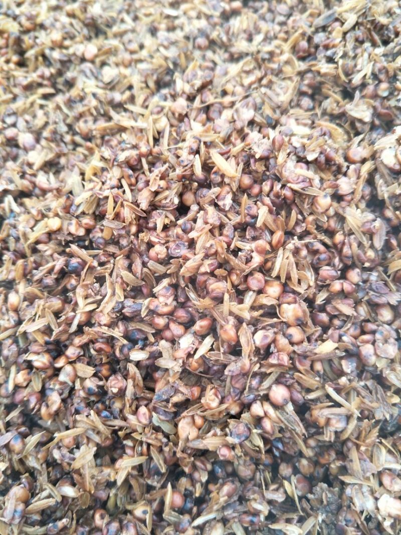 新鲜高梁酒糟干酒糟粉