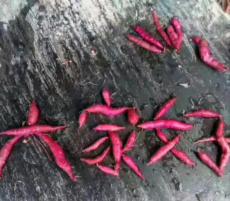 天目小香薯3两以下小红薯红心香甜薯山芋糖心地瓜