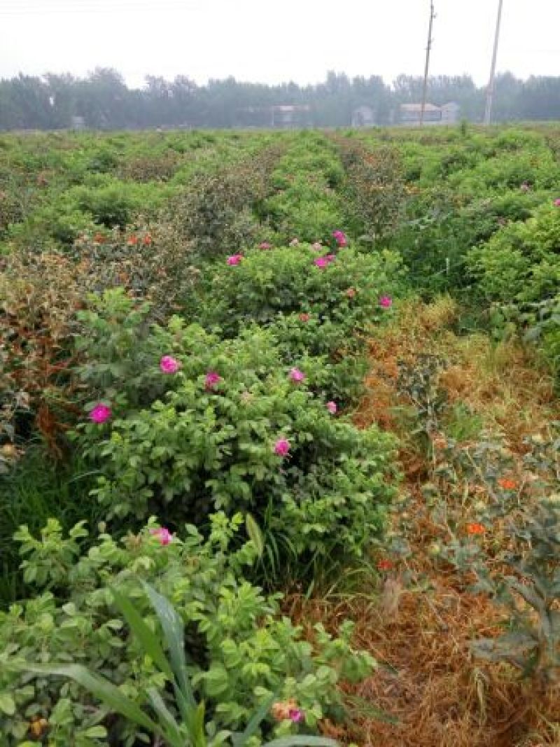 玫瑰花茶