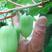 东北猕猴桃苗0.4~0.6cm30~35cm嫁接苗