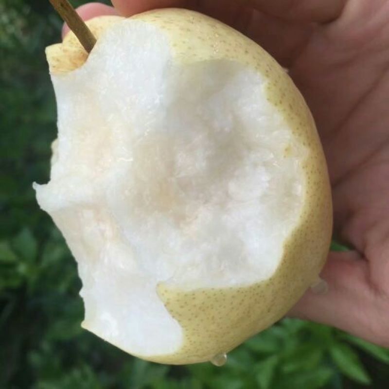 酥梨纸袋200~250g