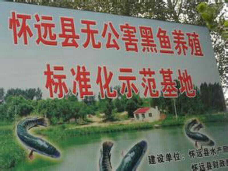 黑鱼2~3斤