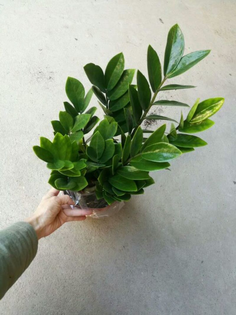金钱树