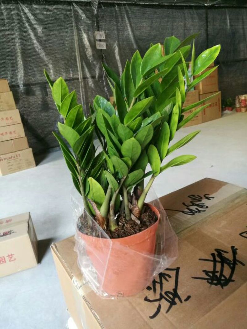 金钱树