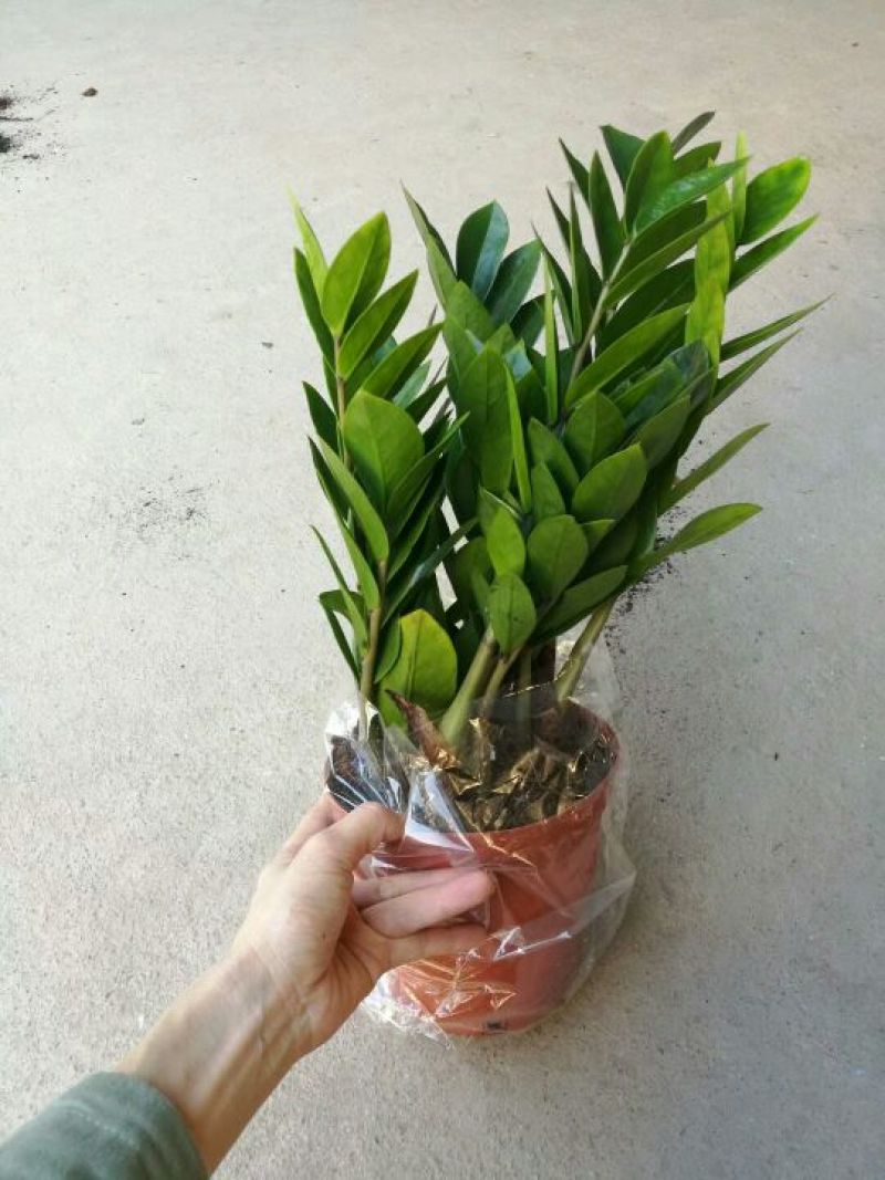 金钱树