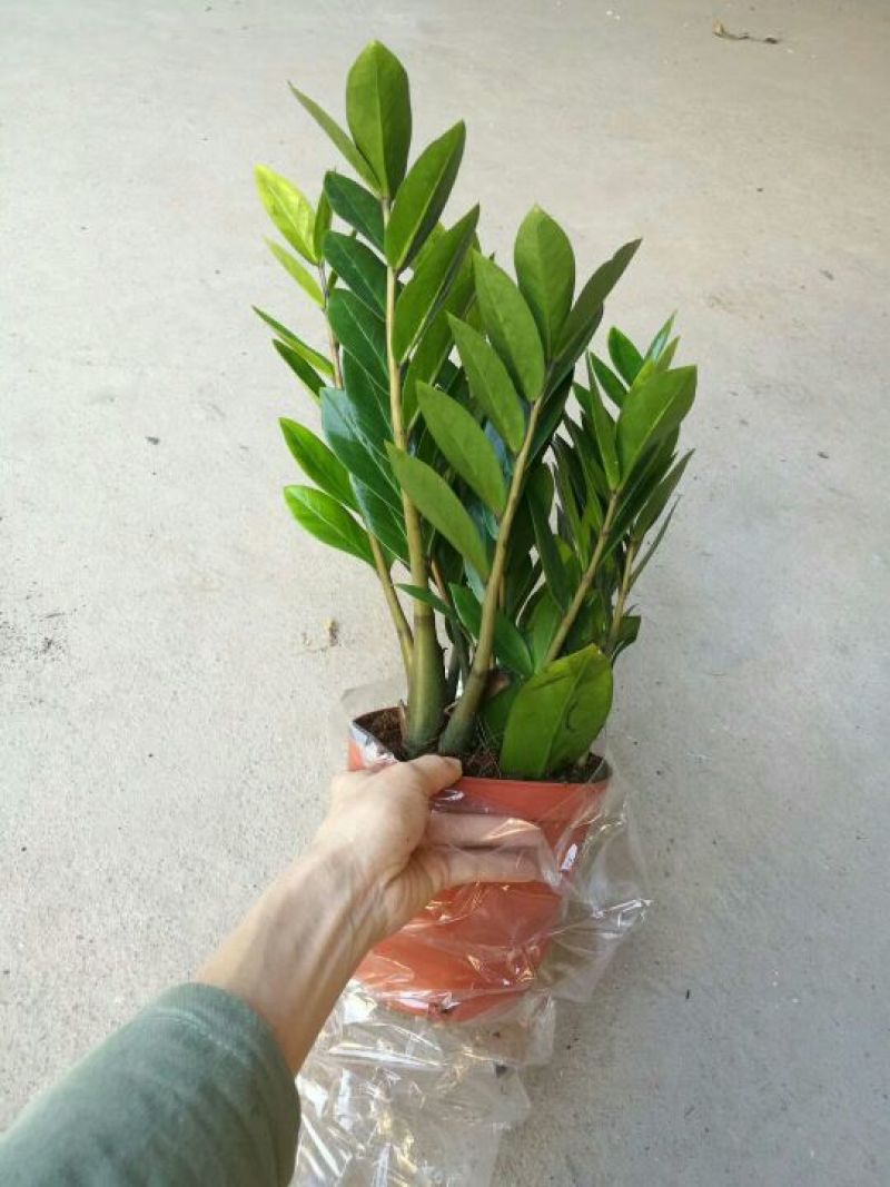 金钱树