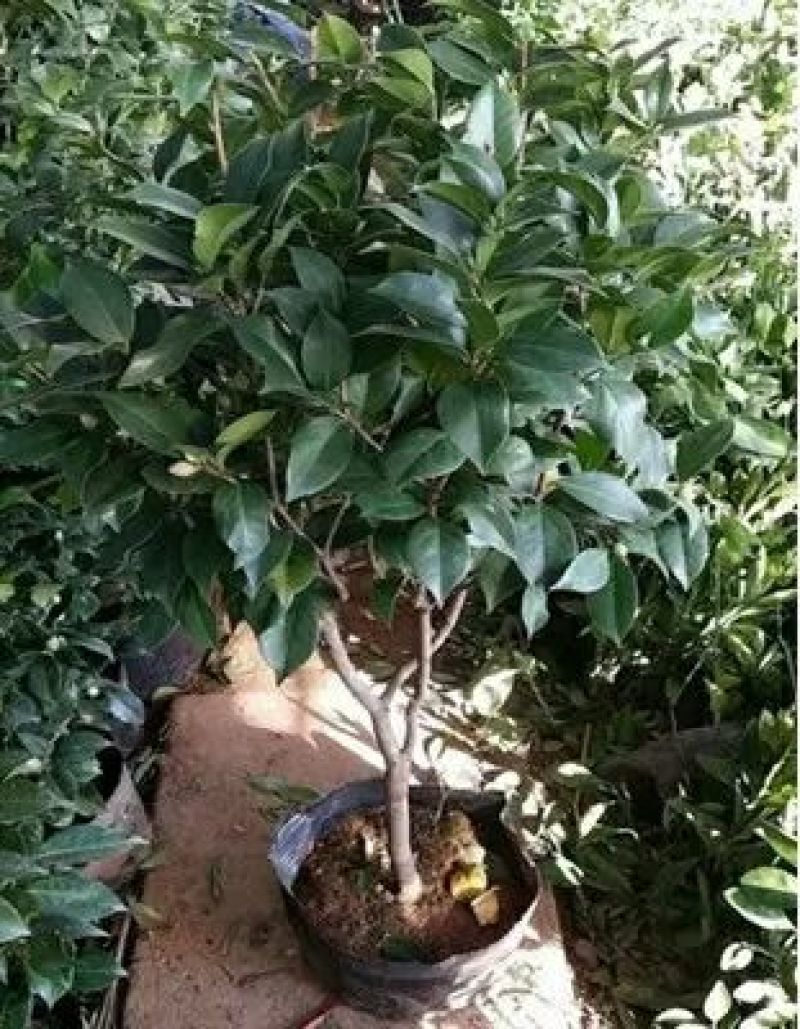 茶花带花苞发货花期长