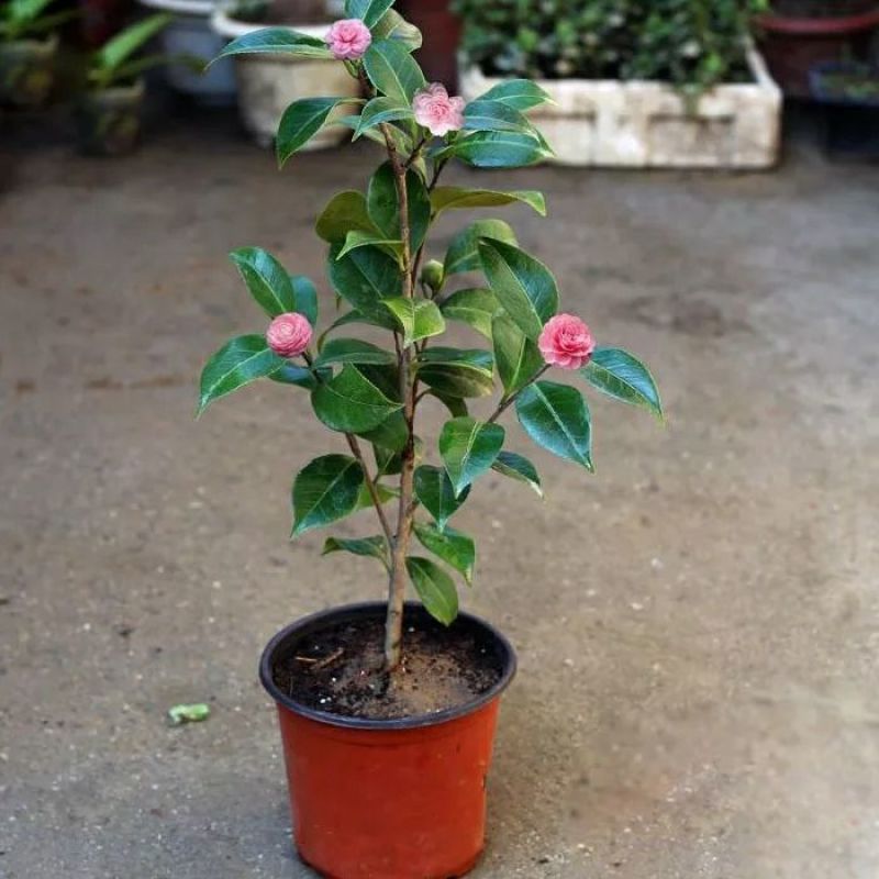茶花带花苞发货花期长