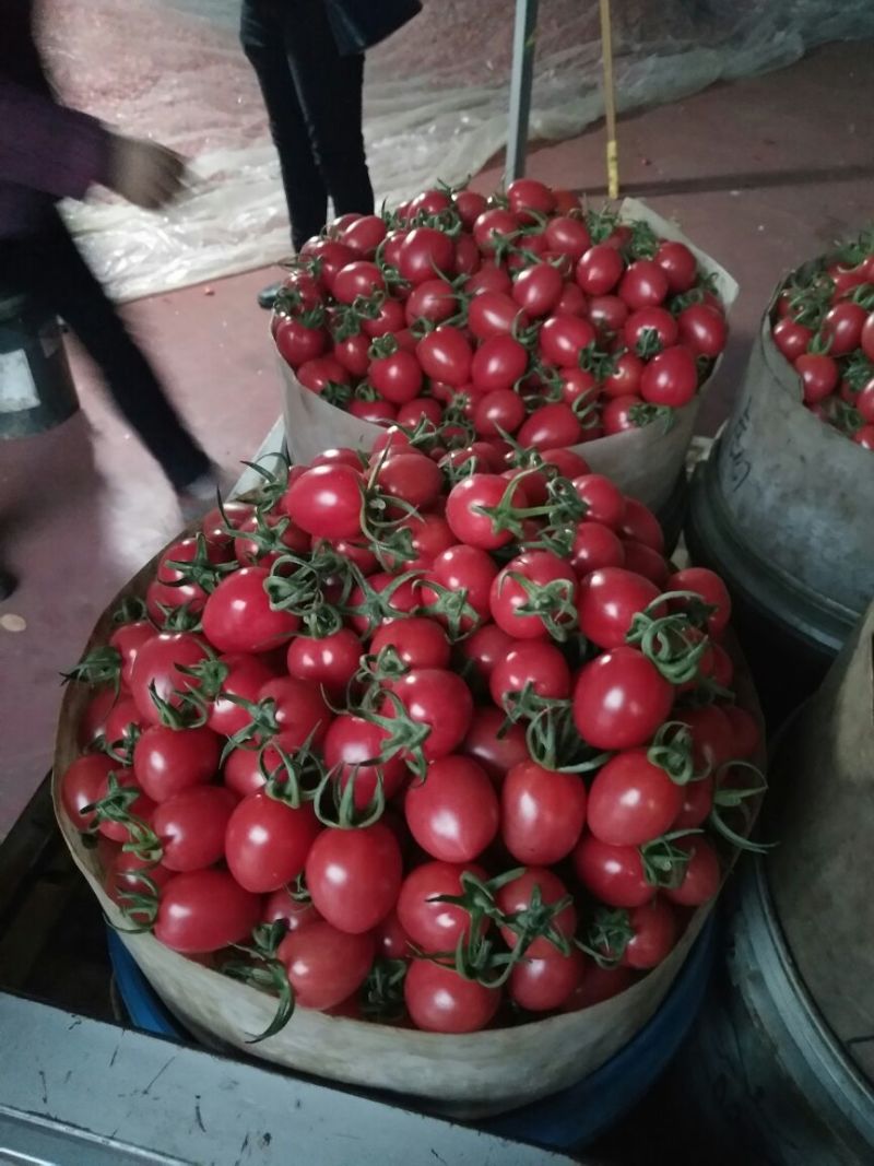 山东瓜果种植生产基地，常年供应千喜圣女果