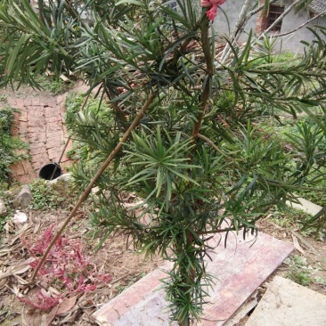 雀舌罗汉松雀舌罗汉松