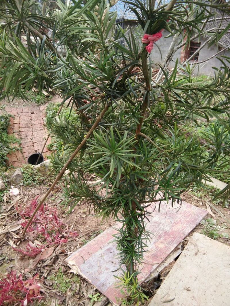 雀舌罗汉松雀舌罗汉松