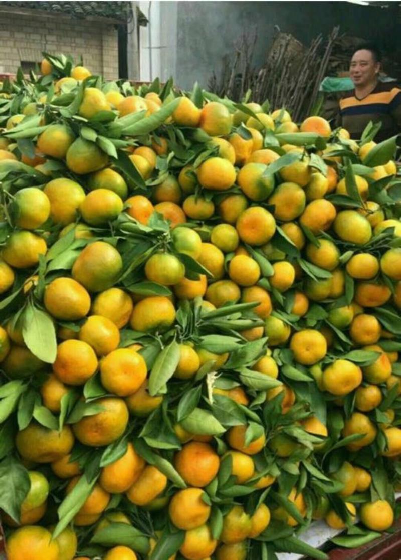 云南玉溪特早蜜橘早熟品种卖相好甜度高产地可以包园提供包装