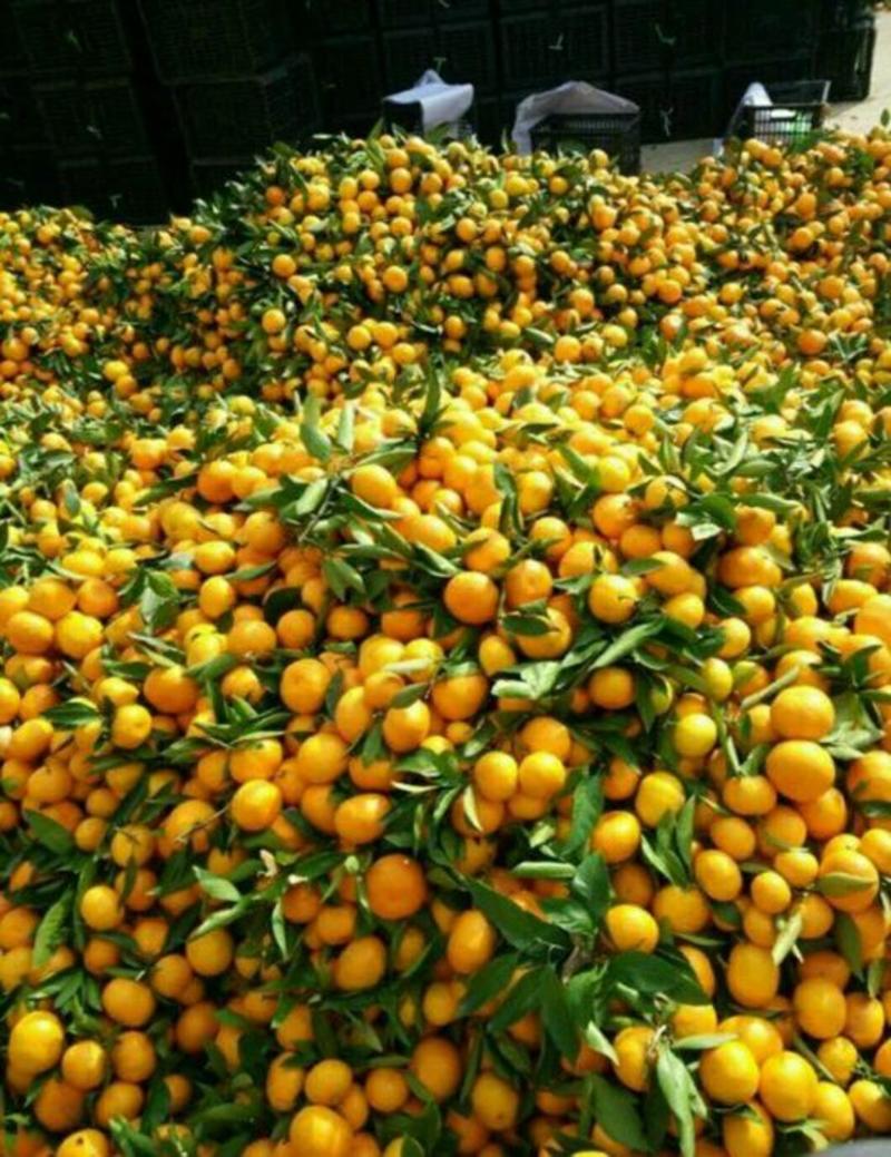 云南玉溪特早蜜橘早熟品种卖相好甜度高产地可以包园提供包装