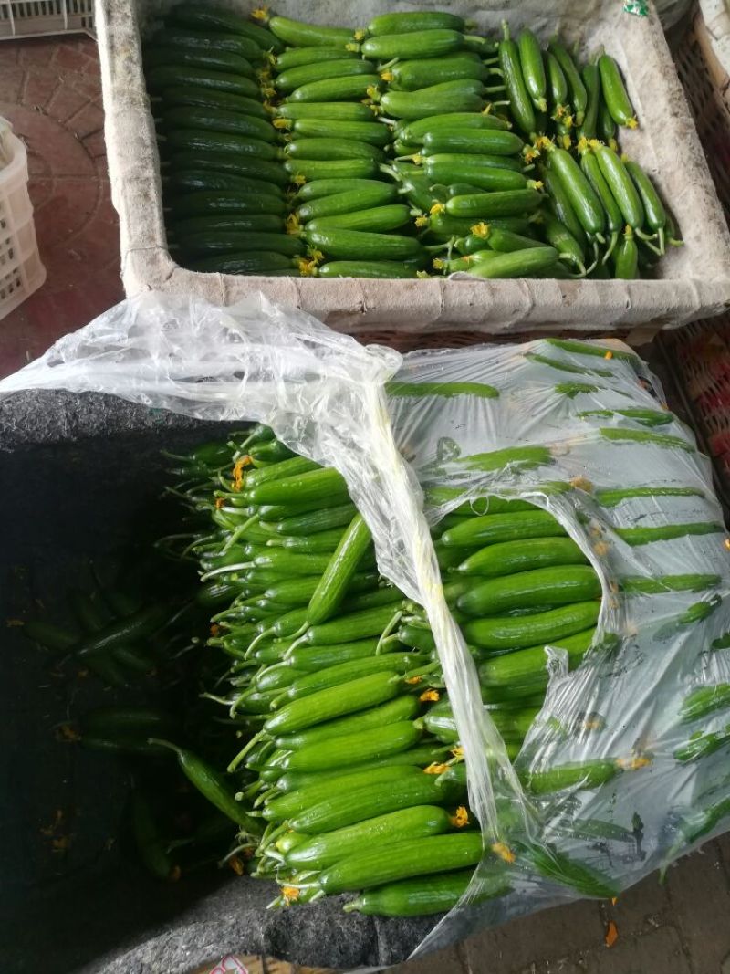 荷兰小黄瓜水果黄瓜18公分以下