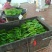 荷兰小黄瓜水果黄瓜18公分以下
