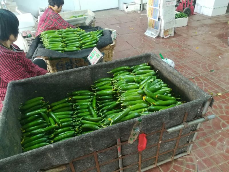 荷兰小黄瓜水果黄瓜18公分以下