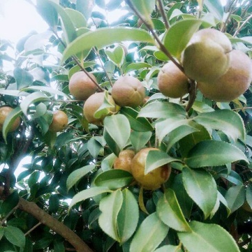 山茶油果
