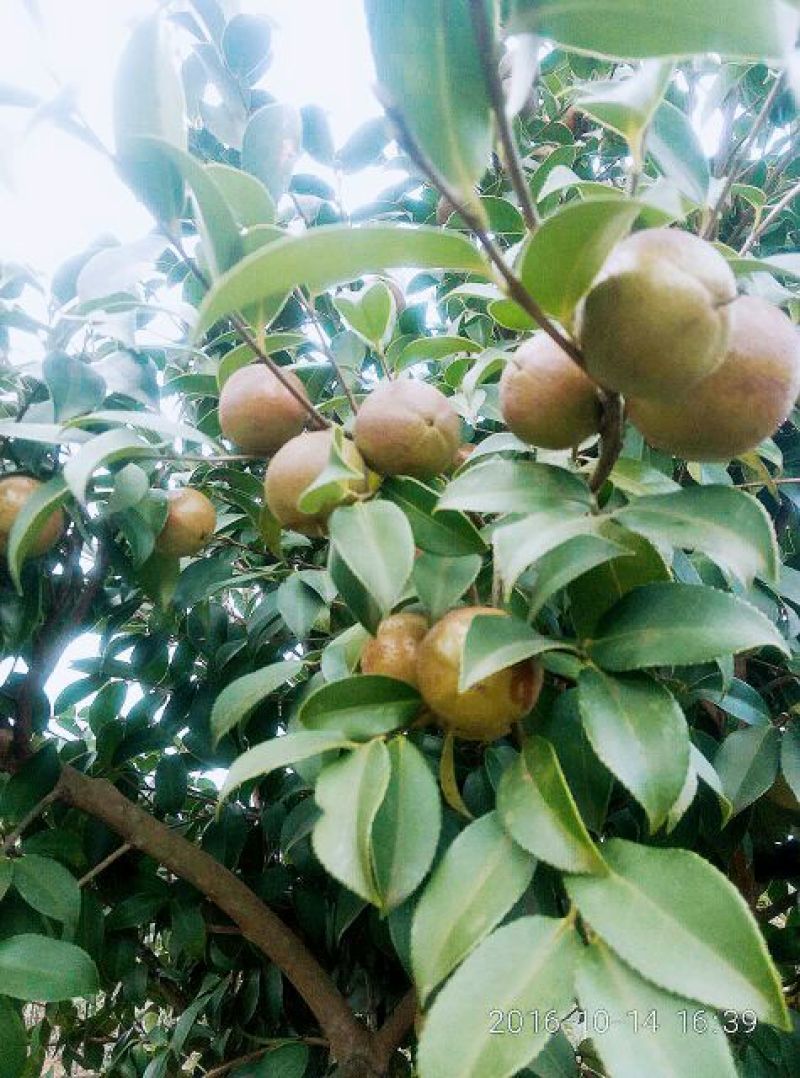 山茶油果