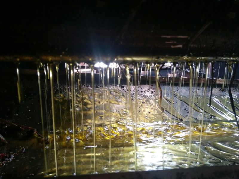 山茶油果