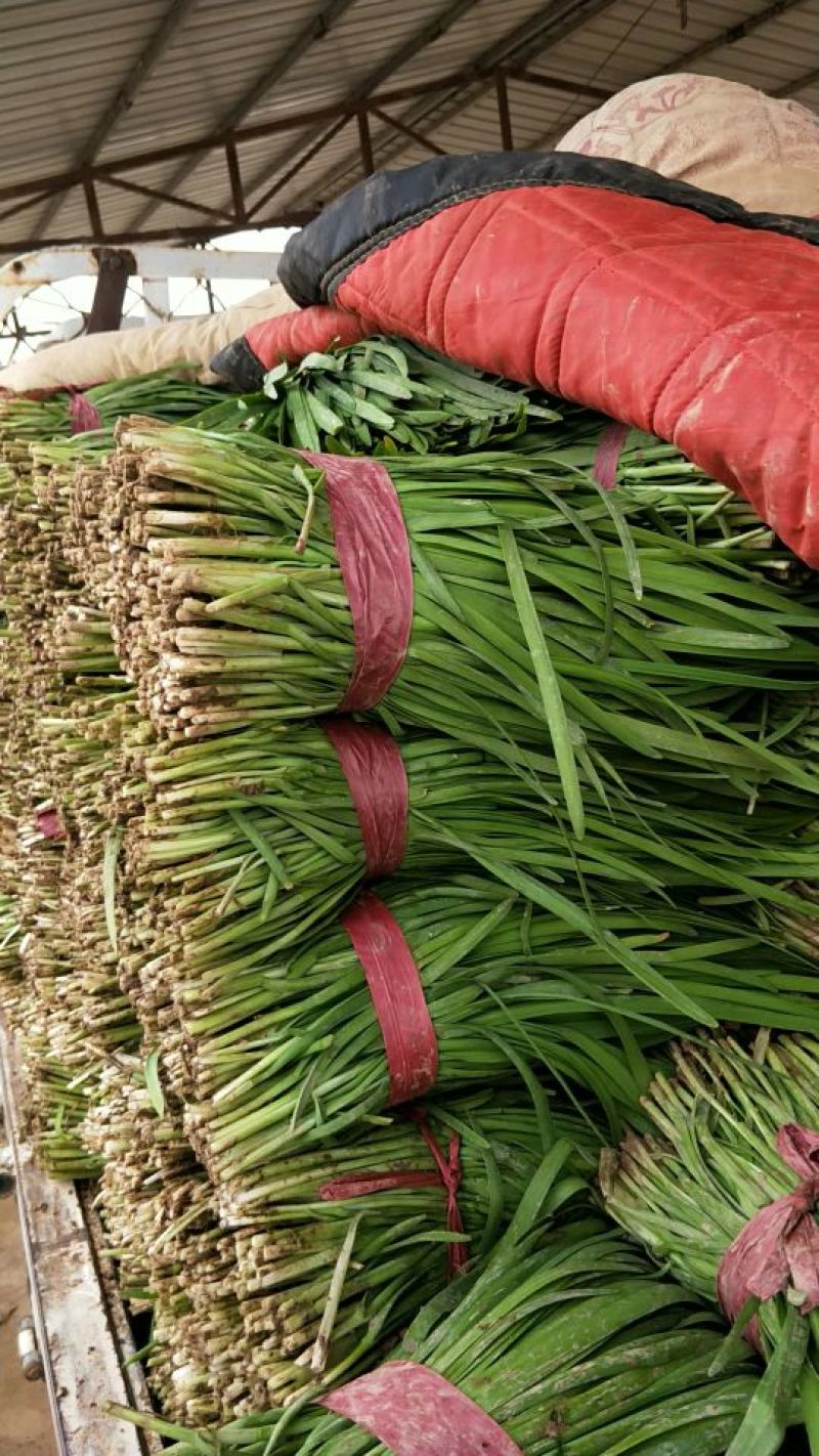 大叶韭菜二茬
