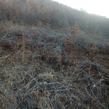 山地转租10~100亩10~30年