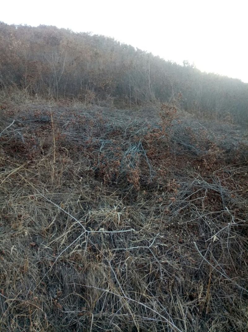 山地转租10~100亩10~30年
