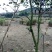 走地鸡散养土鸡2~3斤
