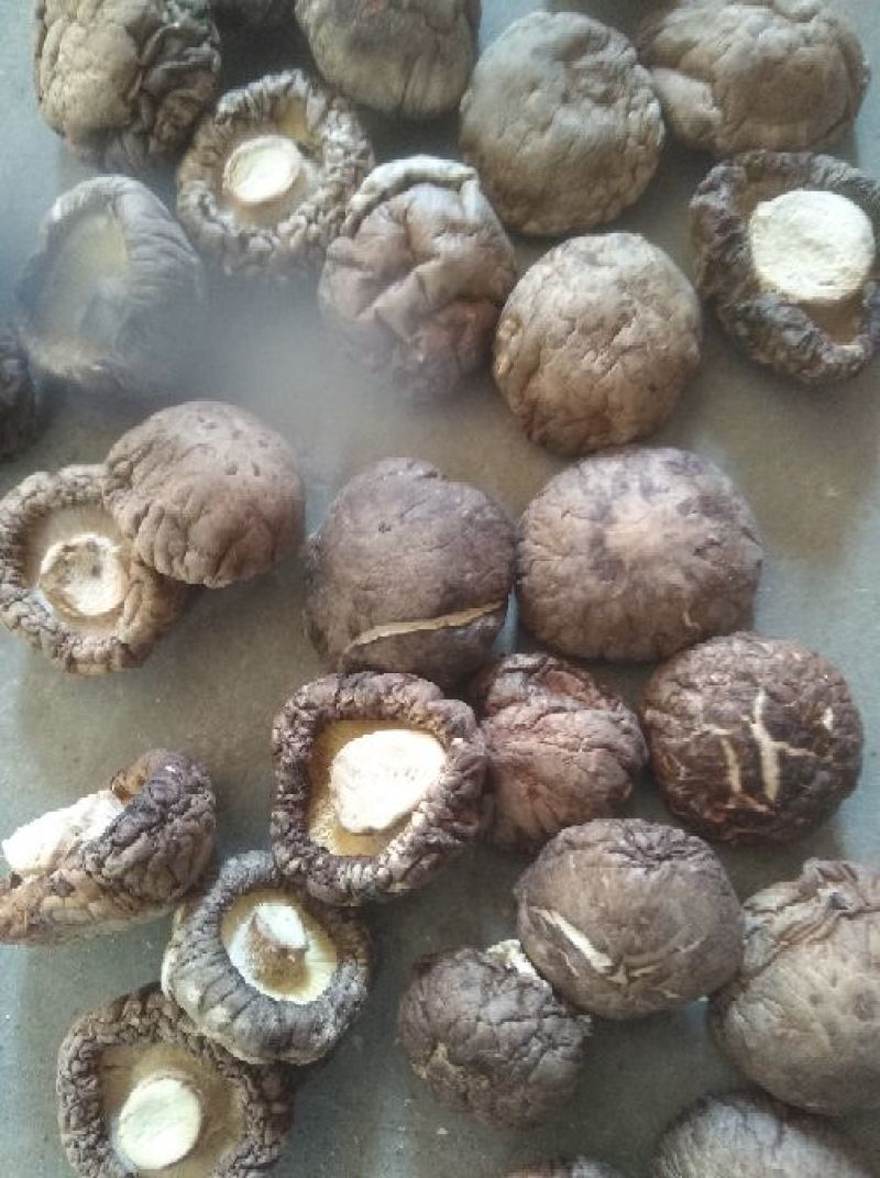 南阳春栽冬菇3.0优选特级面菇干香菇/产地直发/可一件代发